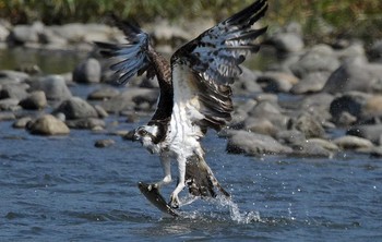 Osprey 神奈川県 Thu, 10/12/2017