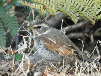 2022年3月5日(土) 松戸市の野鳥観察記録