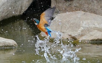 Sun, 3/6/2022 Birding report at 城北公園