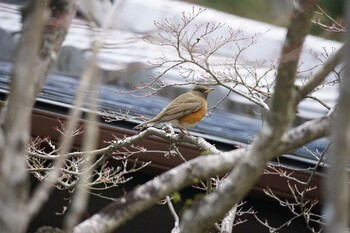 Brown-headed Thrush 春日山原始林 Sun, 3/6/2022