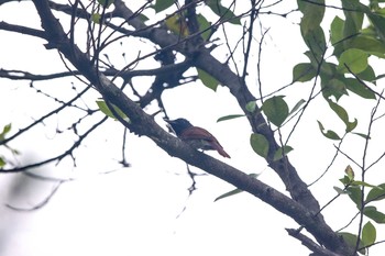 Indian Paradise Flycatcher Chinese garden Sun, 10/8/2017