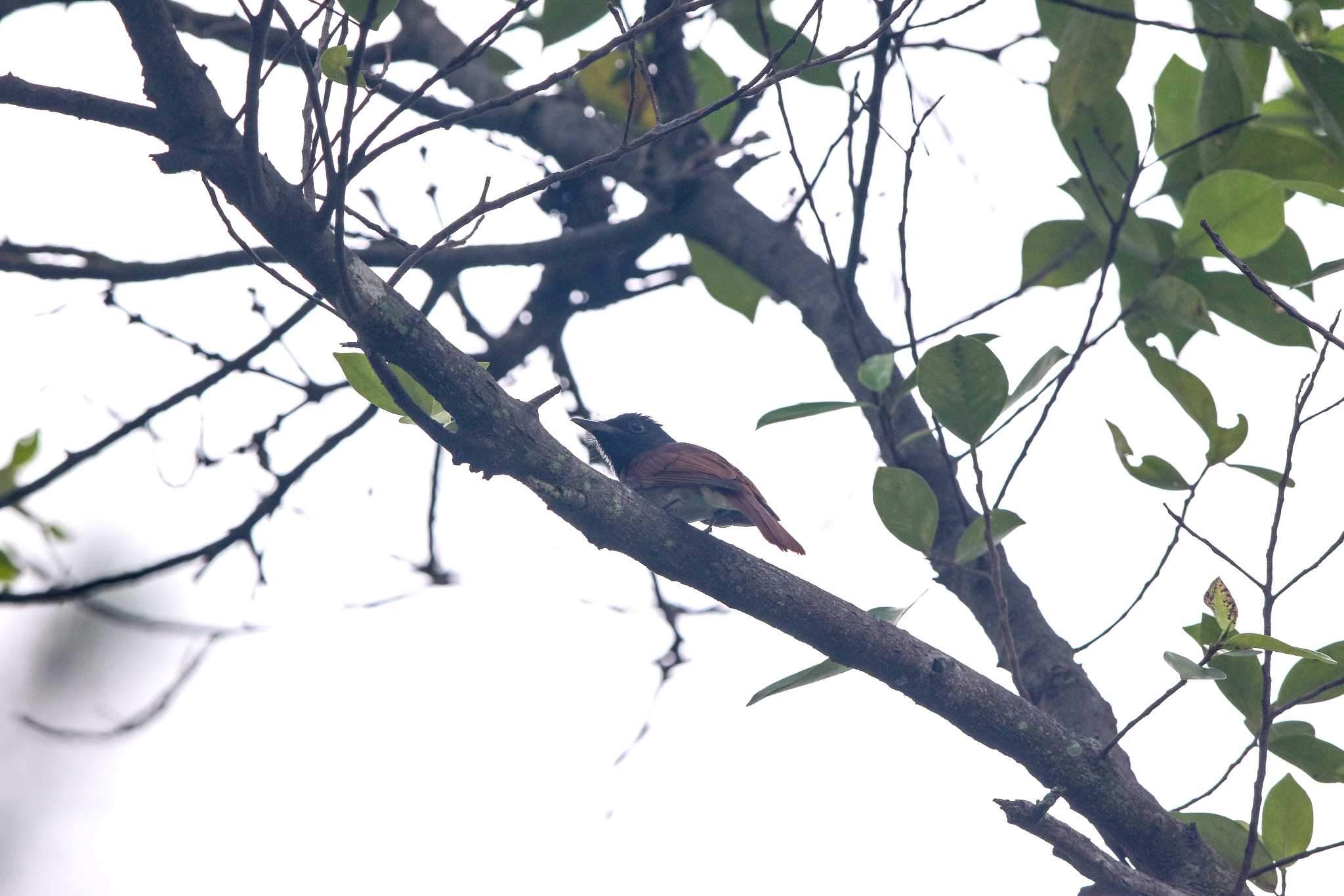 Indian Paradise Flycatcher