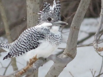 2022年3月6日(日) 真駒内公園の野鳥観察記録