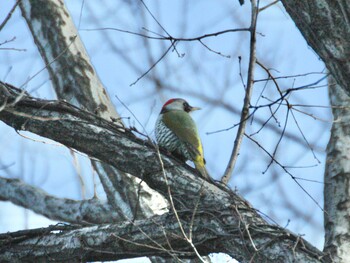 Japanese Green Woodpecker Maioka Park Sun, 3/6/2022