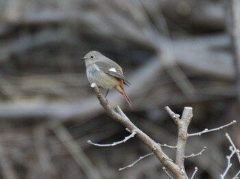 Daurian Redstart Maioka Park Sun, 3/6/2022