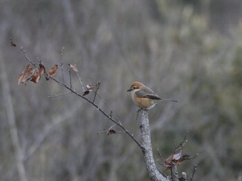 Bull-headed Shrike Maioka Park Sun, 3/6/2022