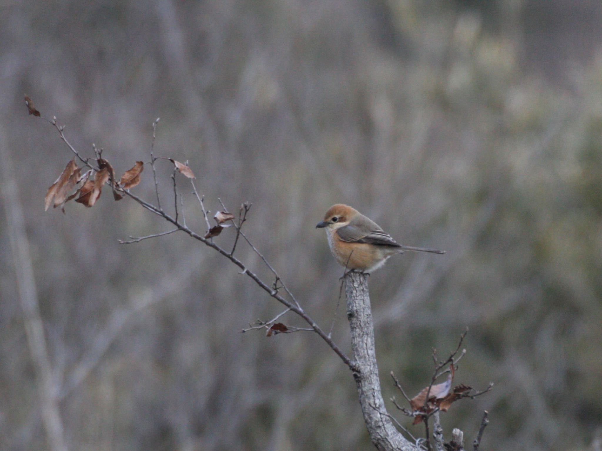 Photo of Bull-headed Shrike at Maioka Park by ささりん