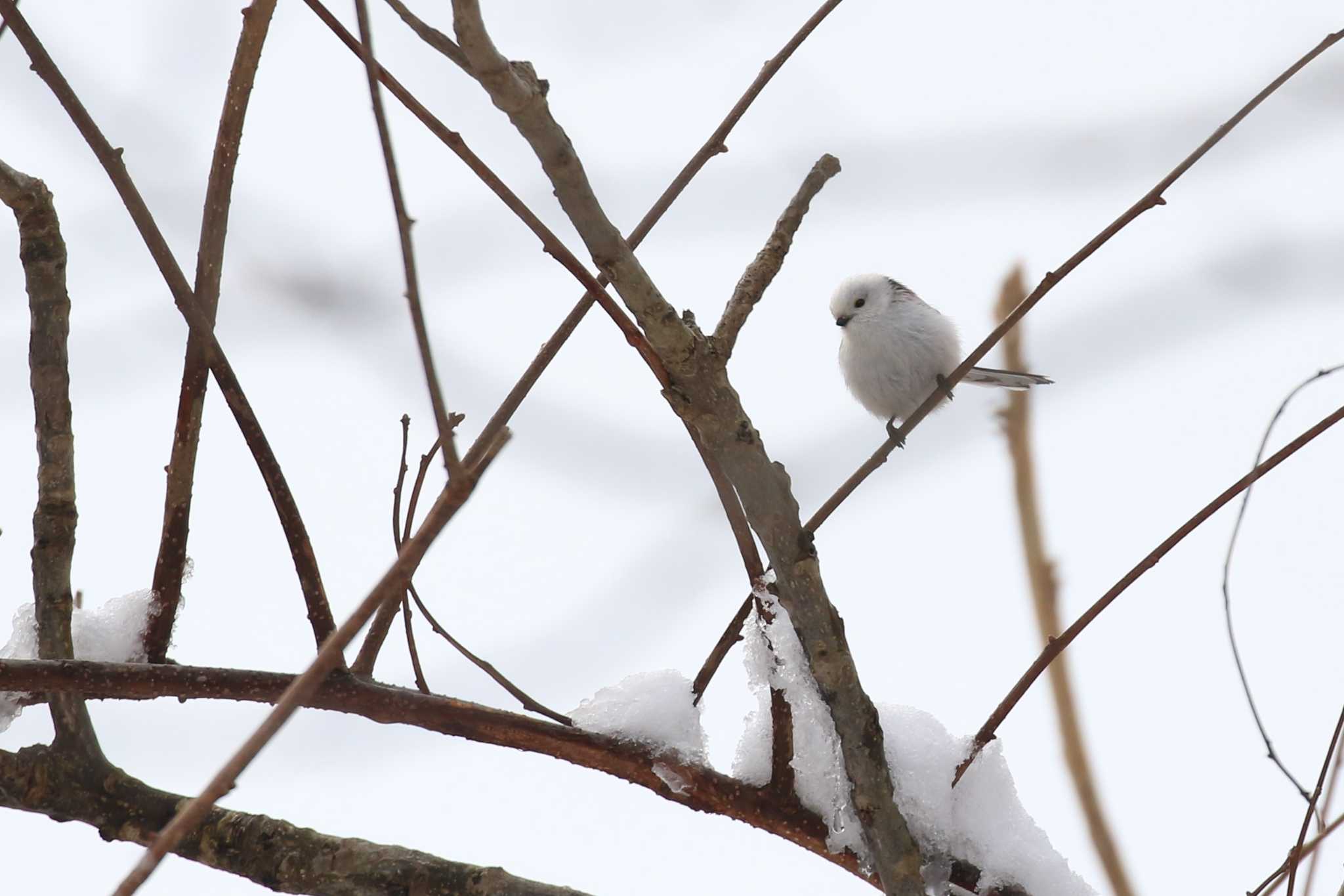 Long-tailed tit(japonicus)