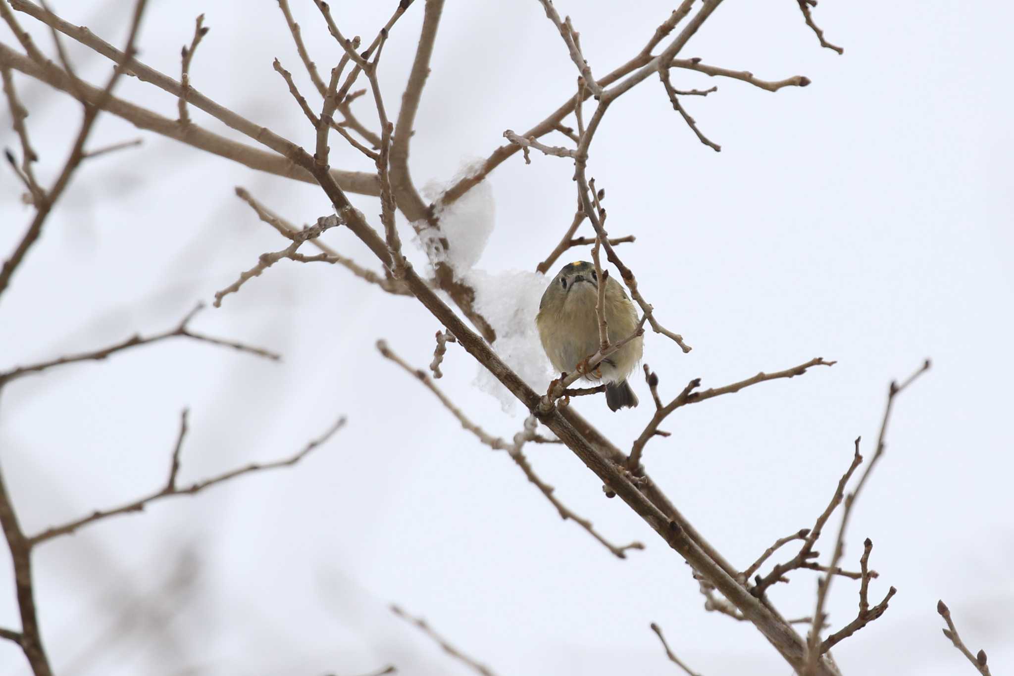 Goldcrest