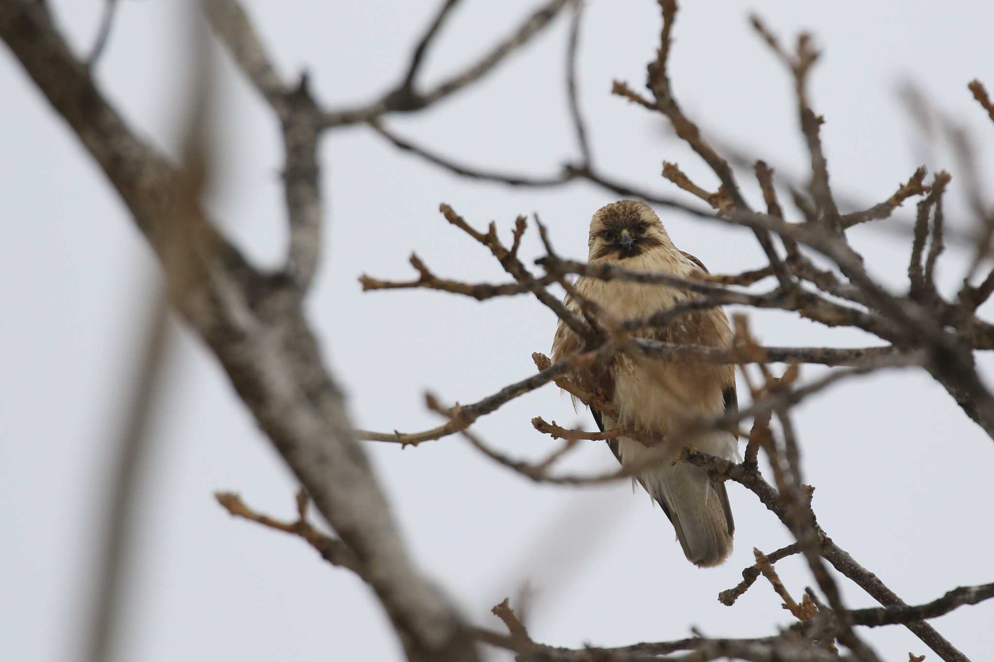 Eastern Buzzard