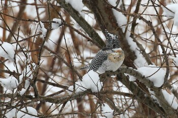 2022年3月6日(日) 北海道　函館市　汐泊川の野鳥観察記録