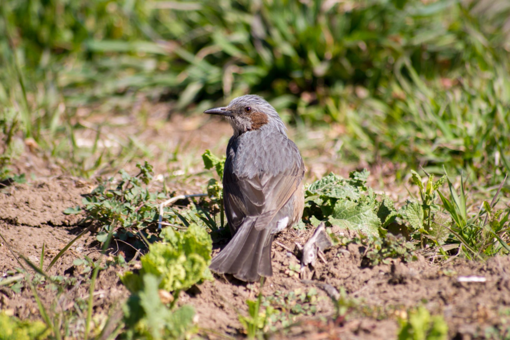 Brown-eared Bulbul