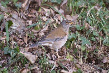 Pale Thrush 花見川 Sun, 3/6/2022