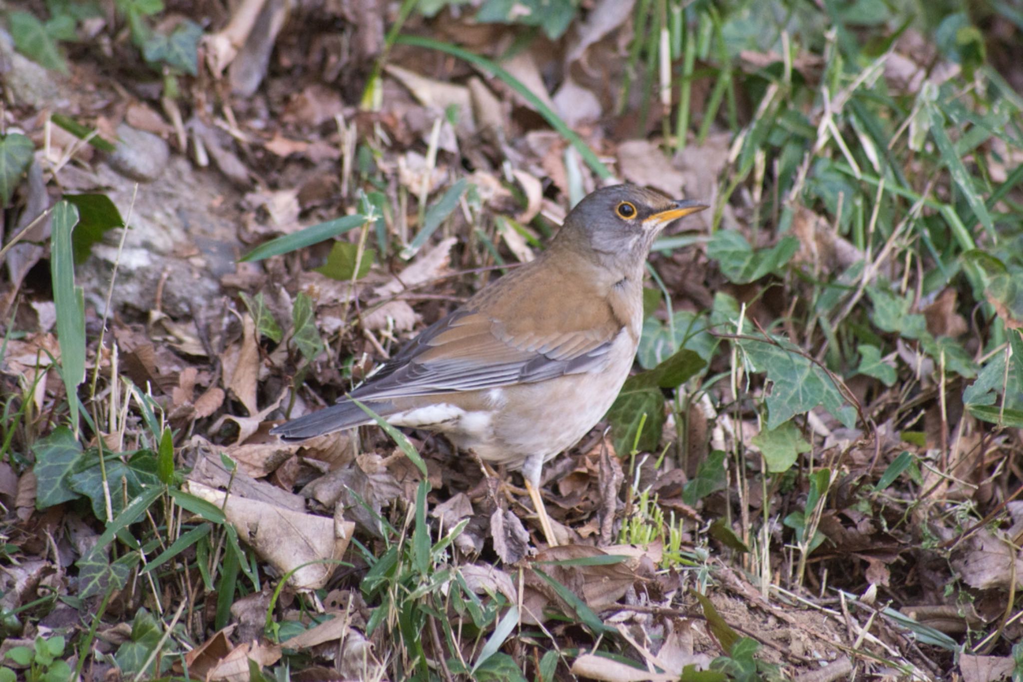 Pale Thrush