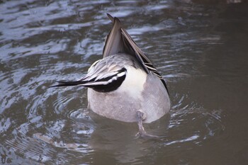 Northern Pintail 花見川 Sun, 3/6/2022