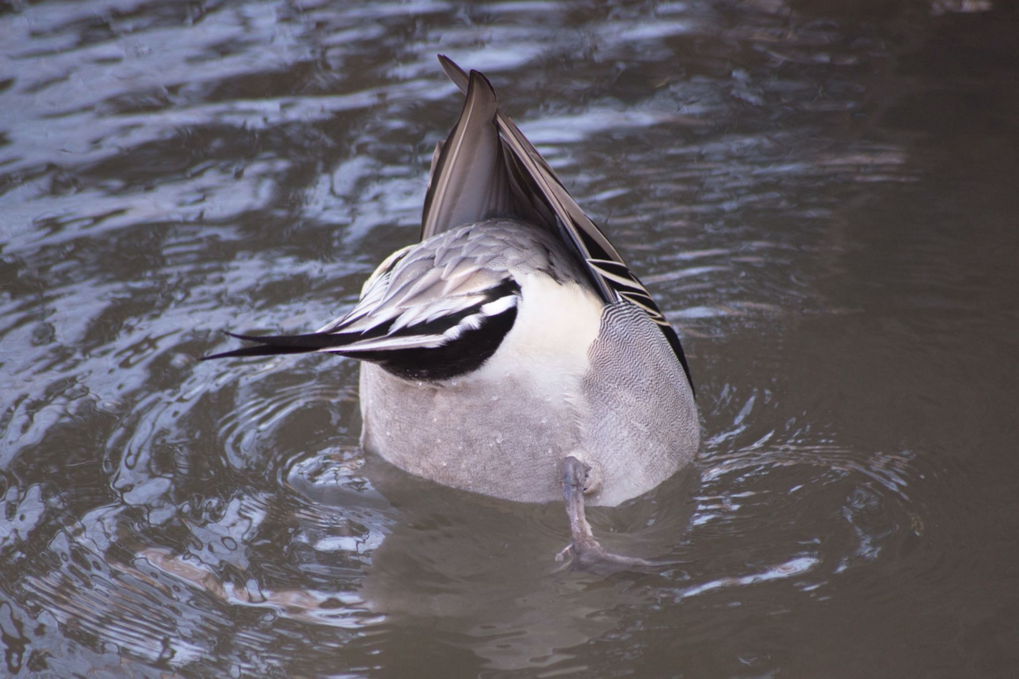 Northern Pintail