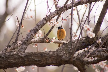 ジョウビタキ 花見川 2022年3月6日(日)