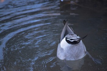 Northern Pintail 花島公園 Sun, 3/6/2022