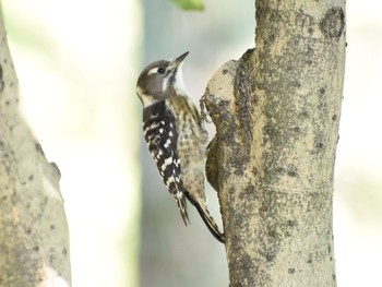 Japanese Pygmy Woodpecker Unknown Spots Wed, 10/11/2017
