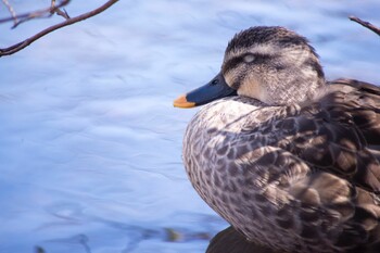 Eastern Spot-billed Duck 花見川 Sun, 3/6/2022