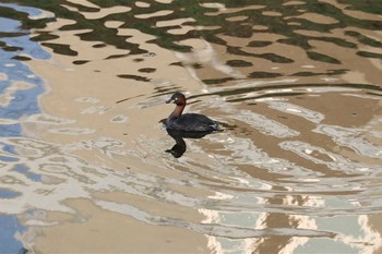 Little Grebe 長岡京市 Wed, 10/11/2017