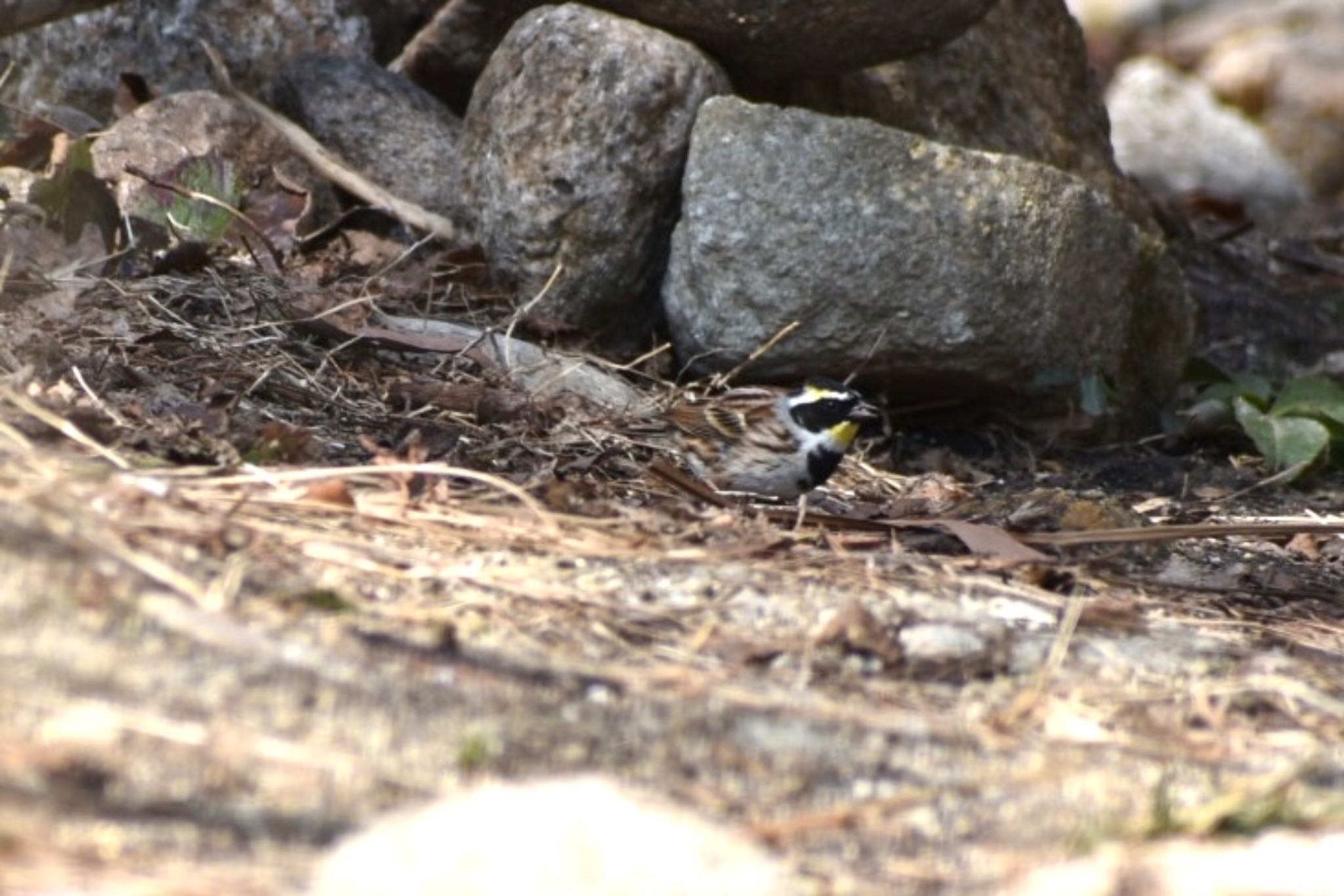 Yellow-throated Bunting