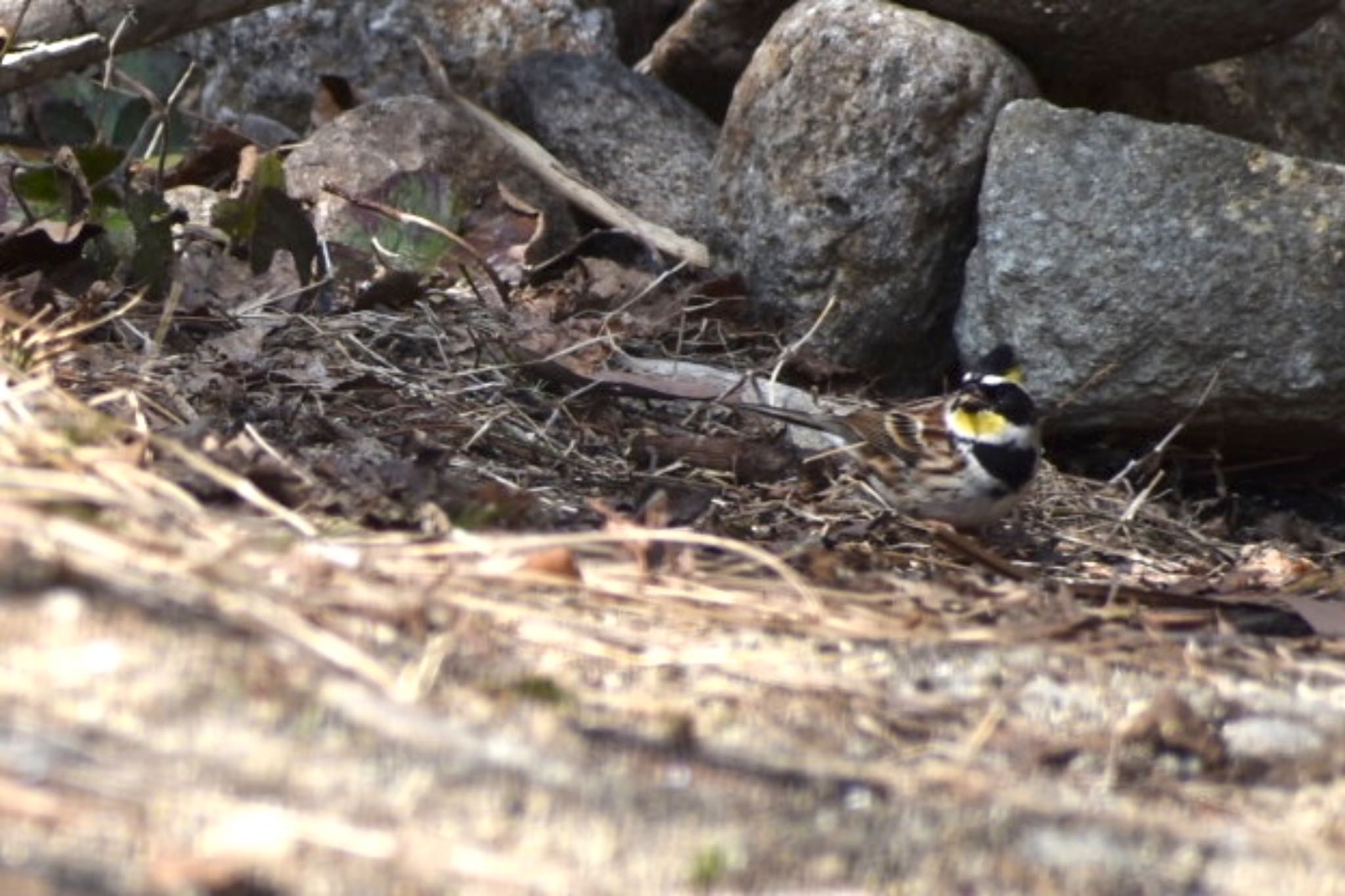 Yellow-throated Bunting