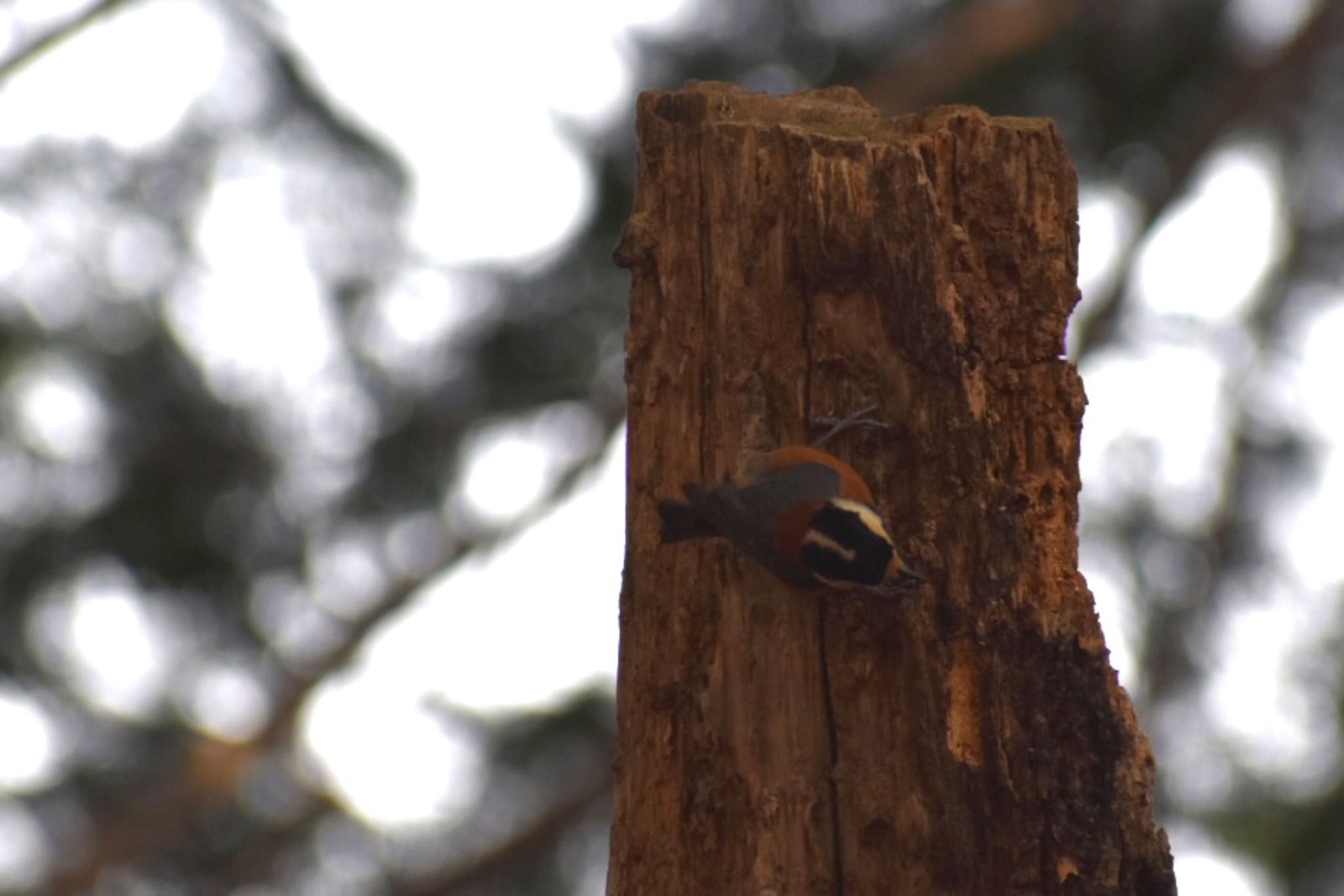 Varied Tit