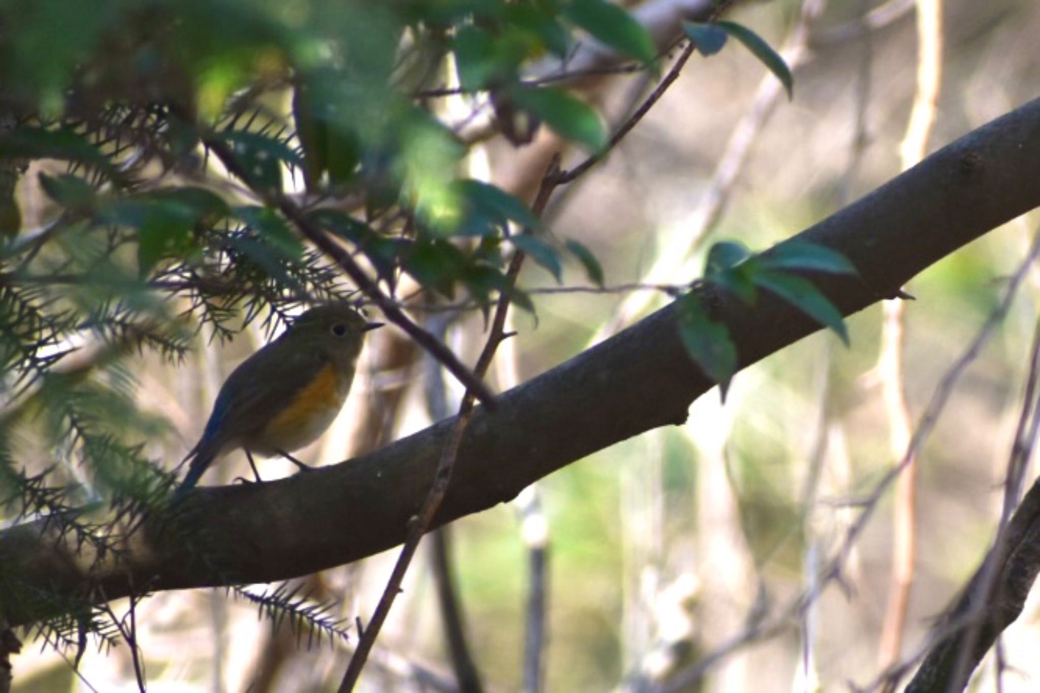 Red-flanked Bluetail