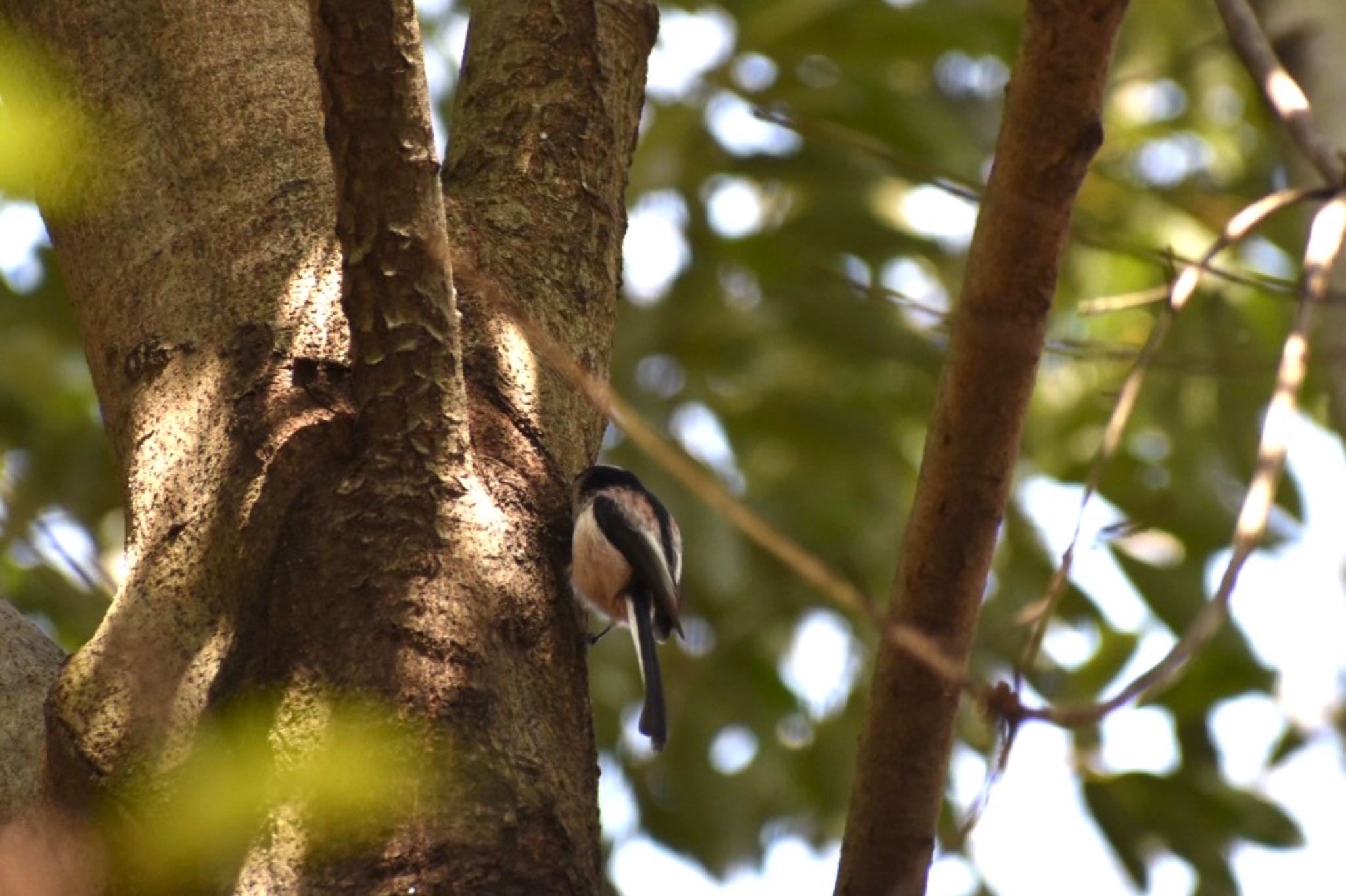 Long-tailed Tit