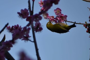 2022年3月6日(日) 旭公園の野鳥観察記録