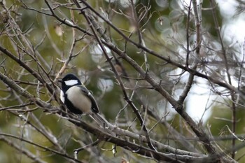 シジュウカラ 旭公園 2022年3月6日(日)