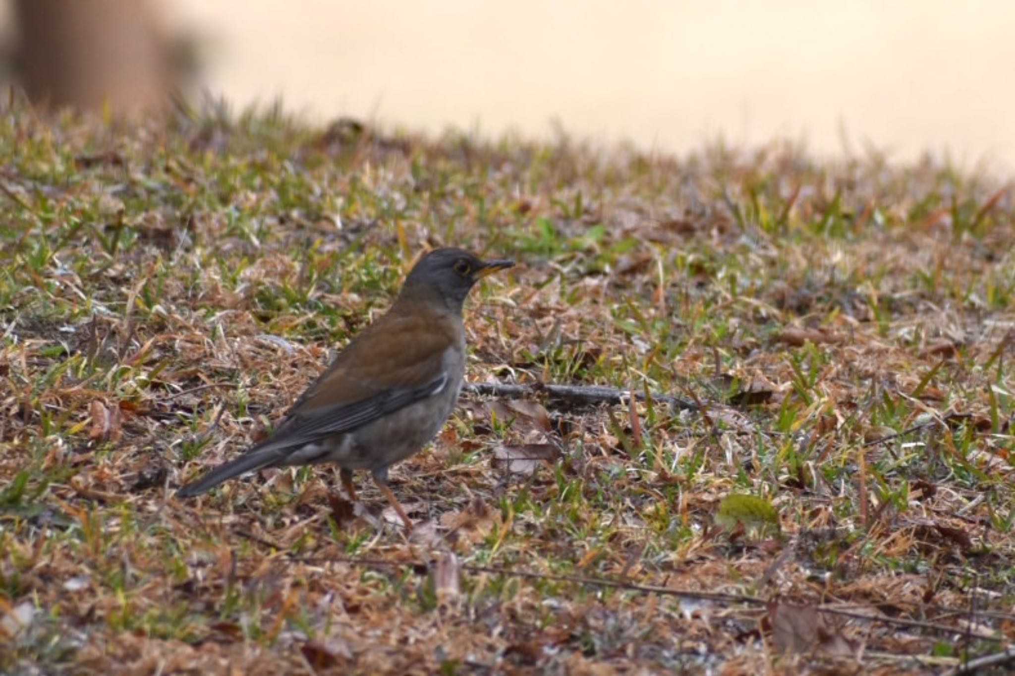 Pale Thrush