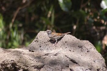 Grey Bunting 花見川 Sun, 3/6/2022