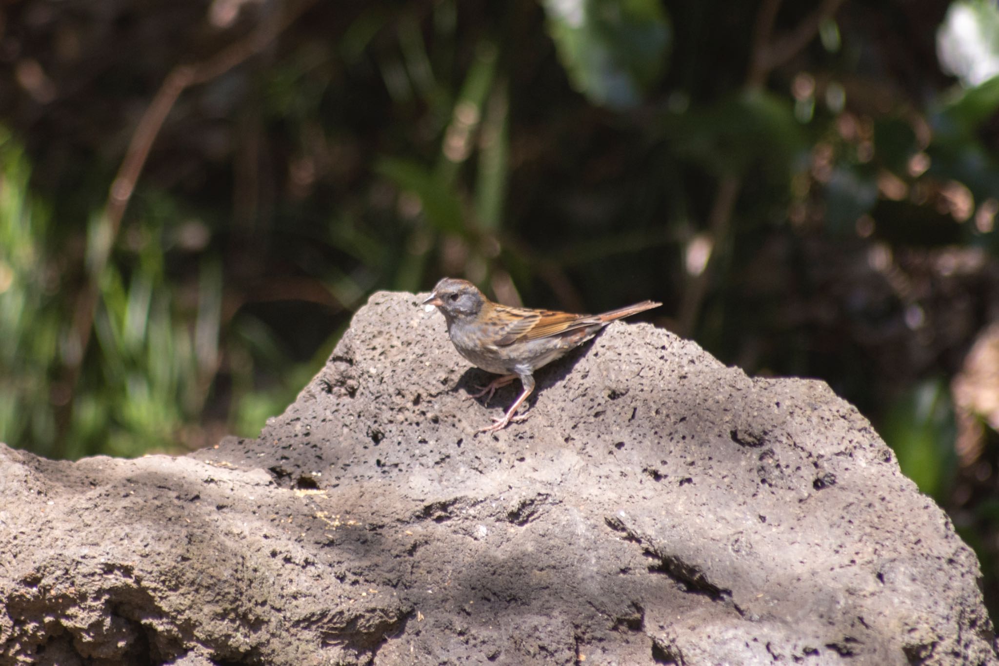 Grey Bunting