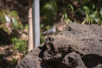 Grey Bunting 花見川 Sun, 3/6/2022