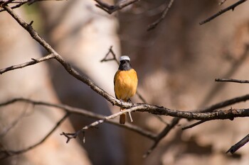 Daurian Redstart 花見川 Sun, 3/6/2022