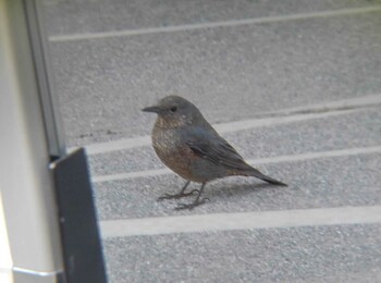 2022年3月6日(日) 埼玉県の野鳥観察記録