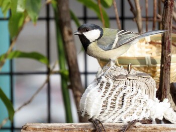 2022年3月6日(日) 自宅の庭とご近所の野鳥観察記録