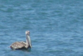 Brown Pelican San Gerardo De Dota (Costa Rica) Unknown Date