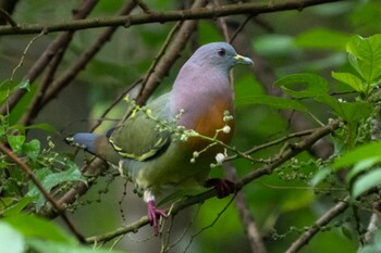 Pink-necked Green Pigeon Dairy Farm Nature Park Sun, 3/6/2022