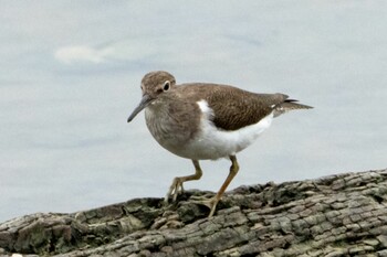 2022年3月6日(日) Sungei Buloh Wetland Reserveの野鳥観察記録