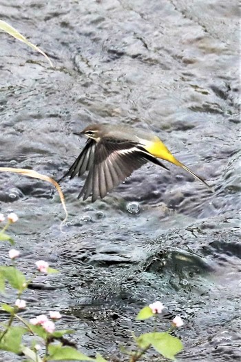 Grey Wagtail 長岡京市 Wed, 10/11/2017