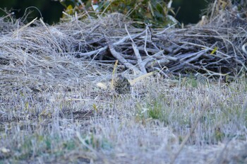 White's Thrush Unknown Spots Sun, 3/6/2022