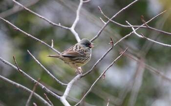 Masked Bunting 希望が丘文化公園 Sun, 3/6/2022