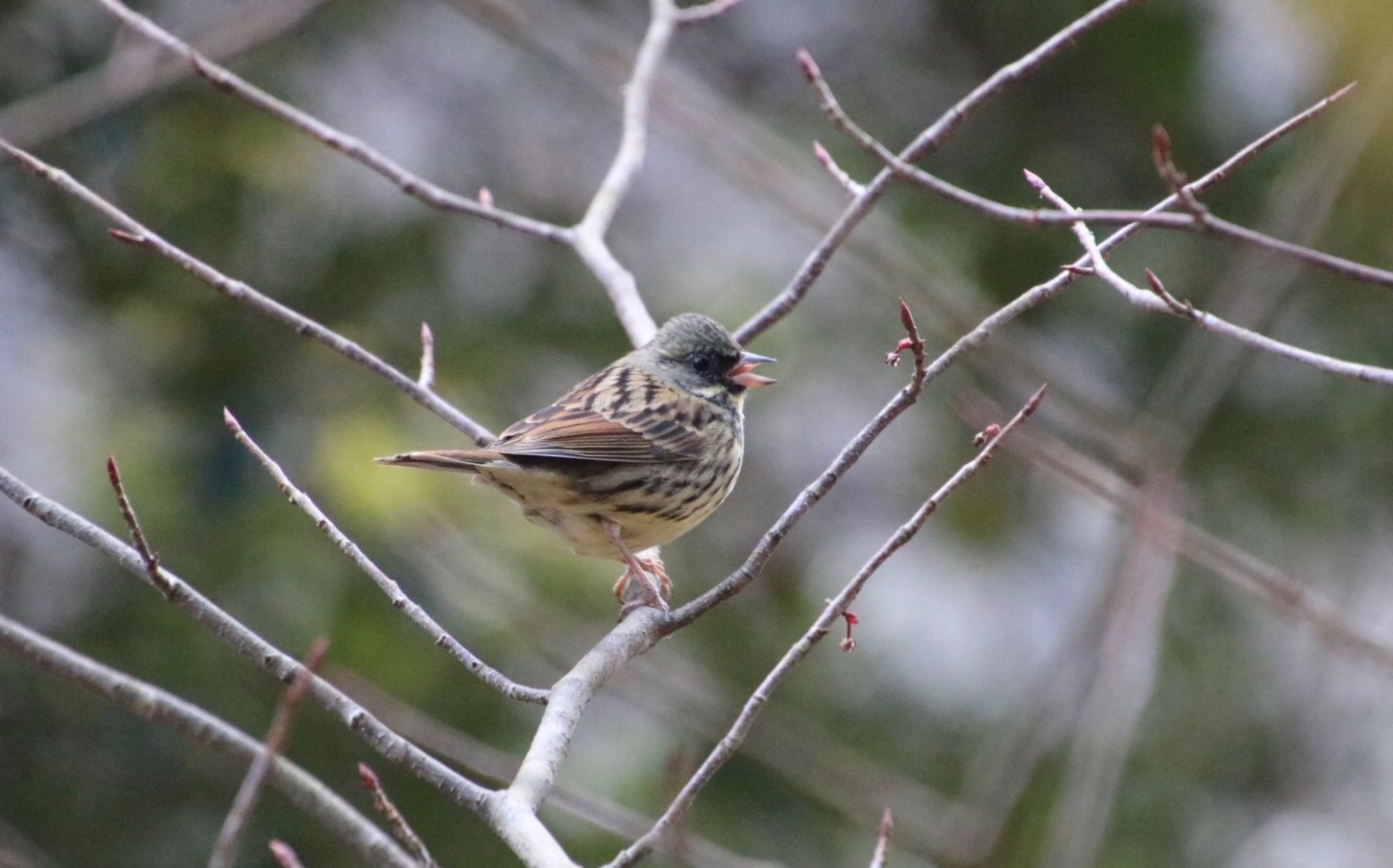 Photo of Masked Bunting at 希望が丘文化公園 by Mariko N