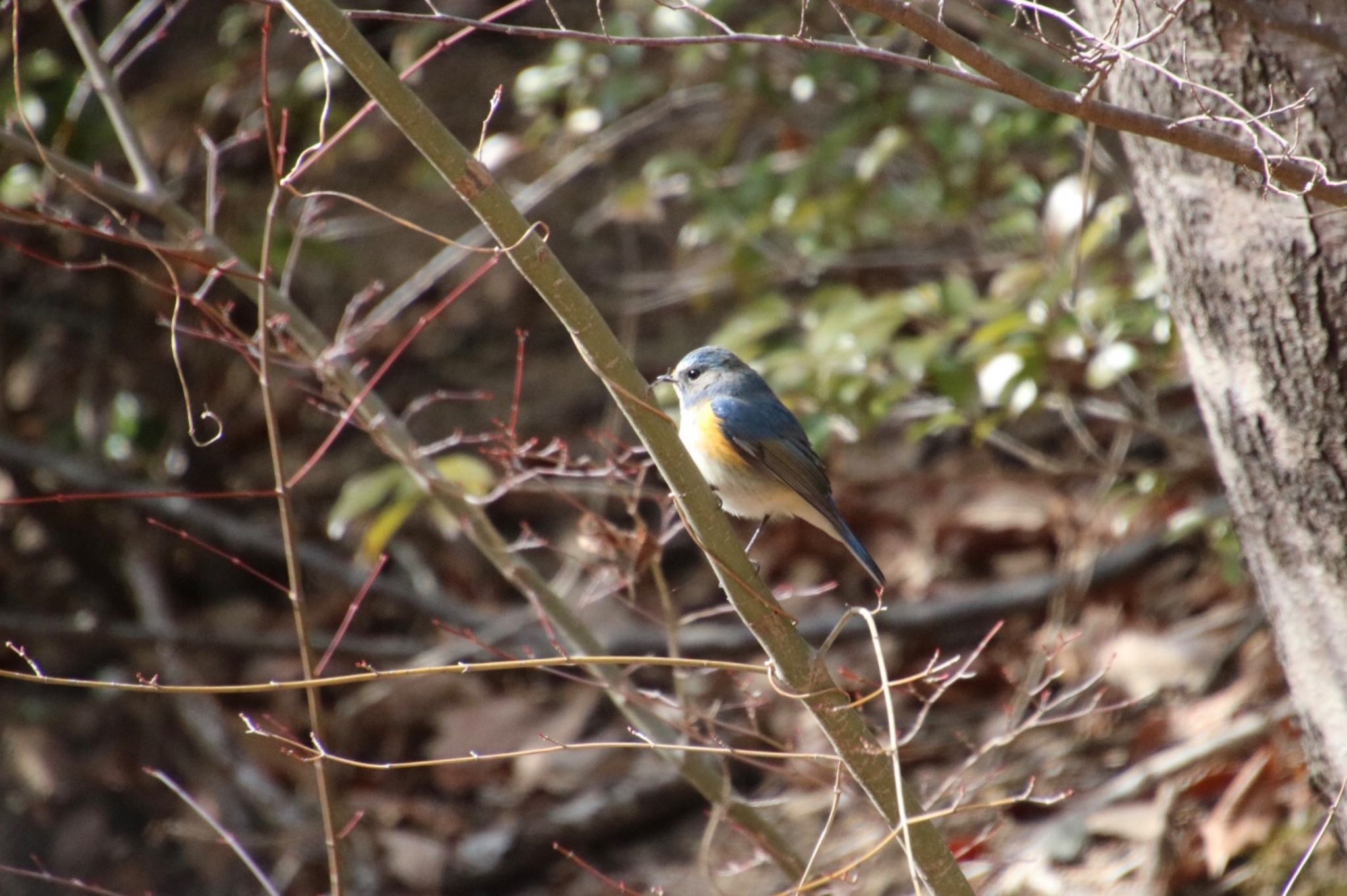 Photo of Red-flanked Bluetail at 希望が丘文化公園 by Mariko N