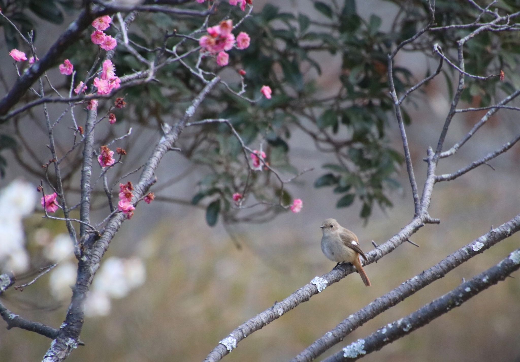 Photo of Daurian Redstart at 希望が丘文化公園 by Mariko N