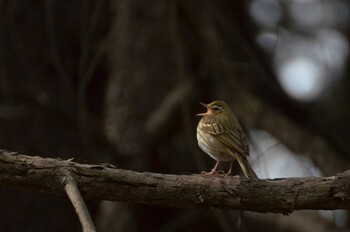 Olive-backed Pipit Hikarigaoka Park Sun, 3/6/2022