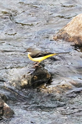 Grey Wagtail 長岡京市 Wed, 10/11/2017